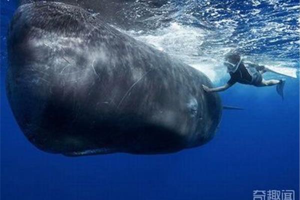 世界上很大的動物是藍鯨 全球什么動物很大