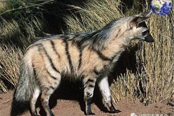 什么動物吃鬣狗,什么動物能打鬣狗?