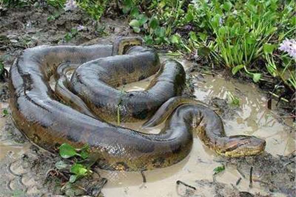 世界上很大的蛇是什么蛇?八旗大蛇也可以