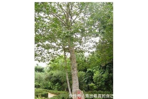 世界上最矮的植物是什么 矮柳是世界上最矮的樹嗎?