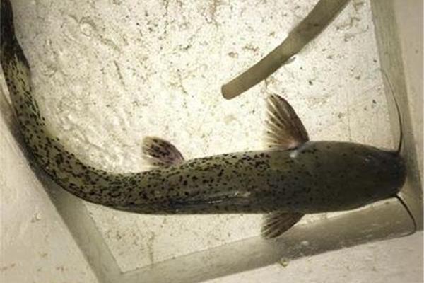 廣西特有魚種芝麻劍魚身長可達1米多長