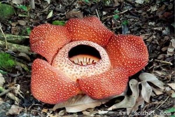 世界最毒的花一名是曼陀羅