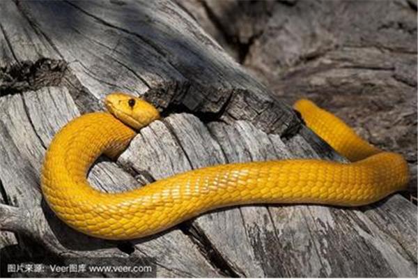 全身金黃的蛇是什么蛇