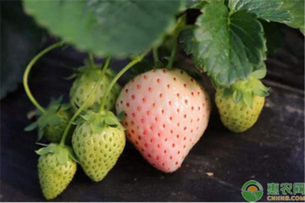 草莓和菠蘿莓的價格 黑草莓價格多少錢一斤