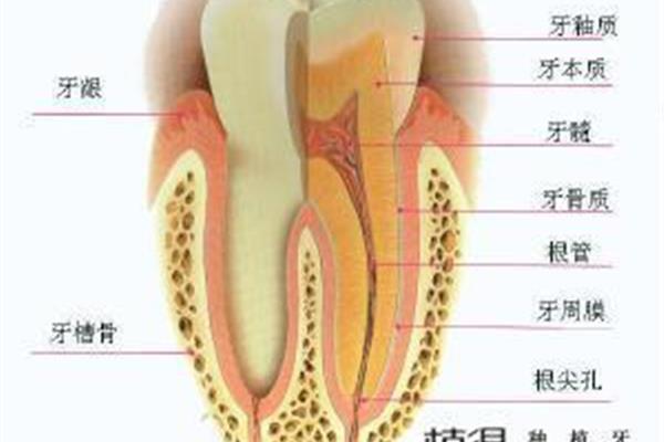 牙根外露的牙齒可以用多久,牙根可以補多久?