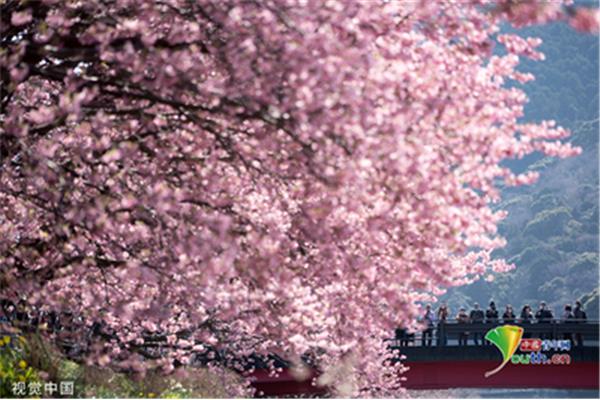 去日本看櫻花多少錢