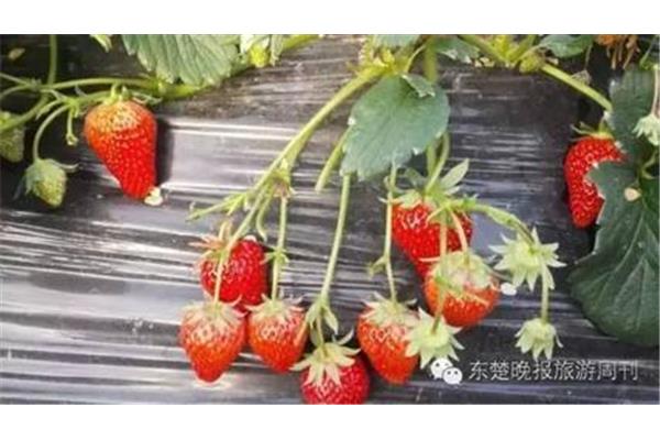 去草莓棚摘草莓多少錢,濟南齊河有摘草莓多少錢一人