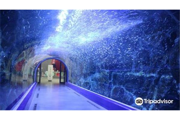 Xi安水族館和石家莊水族館的門票是多少錢?