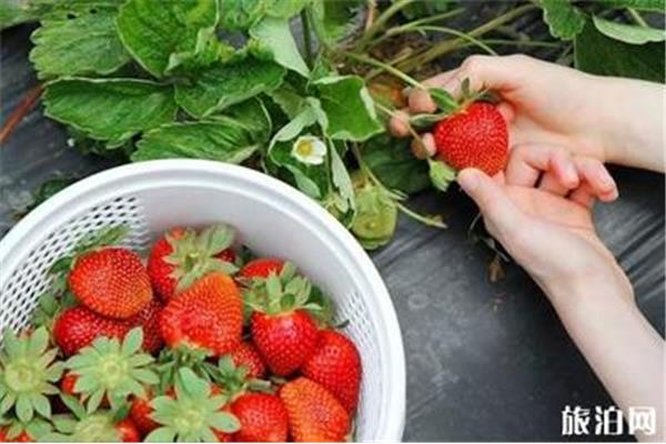 采摘草莓多少錢一斤