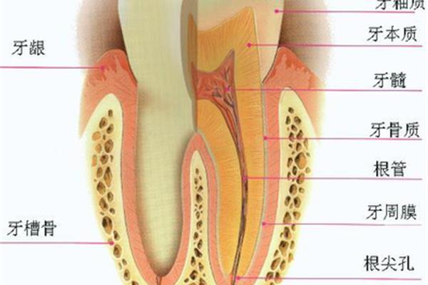 牙髓炎可以等多久治療
