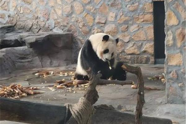 杭州動物園(漢陽動物園)的是多少