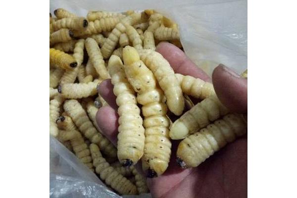 鮮柴蟲多少錢一斤(斑蝥多少錢一斤)