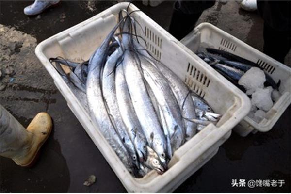 正宗舟山帶魚多少錢一斤,帶魚哪個季節最肥?