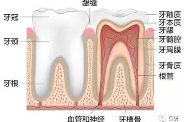 未去神經的牙齒補牙后能存活多久,殺牙神經是否影響牙根壽命?