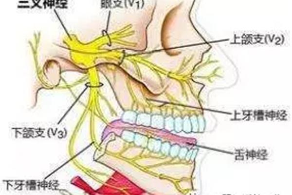 頸椎病可以神經拔牙嗎?智齒神經疼痛可以拔牙?