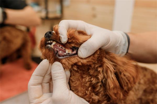 狗狗牙齒護理(如何保護狗狗的牙齒?)