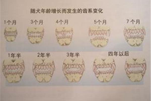 狗狗乳牙和恒牙(小狗乳牙和恒牙的圖片)