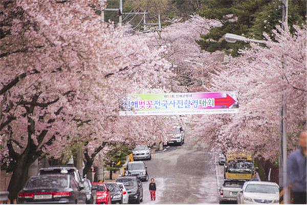 韓國櫻花季2022