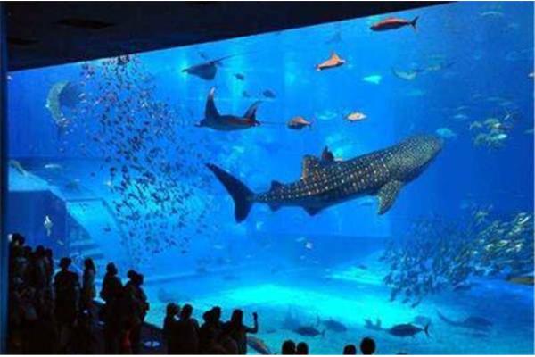 沖繩水族館在世界上的排名是多少?暑假日本親子游介紹