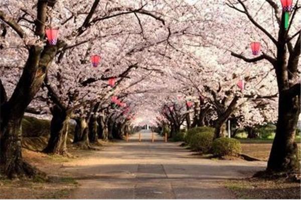 大阪的櫻花季(2021年日本的櫻花季)