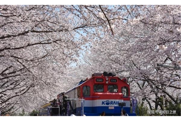 韓國鎮海櫻花季