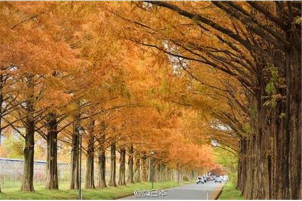 東京最受歡迎的楓葉觀賞地,京都最美的紅葉季節是什么時候?