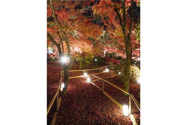乘風京都酒店,日本京都的楓樹是什么樣的?