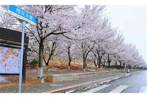 2023年武漢看櫻花的時間,韓國釜山的櫻花季是幾月?
