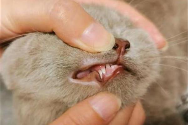 幼貓換牙流血