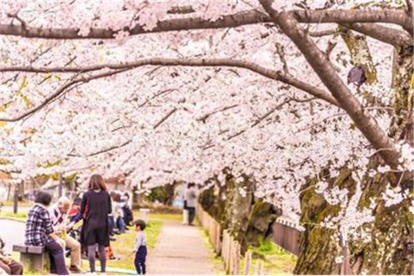 日本京都賞櫻花最佳地點,2023年京都櫻花時間