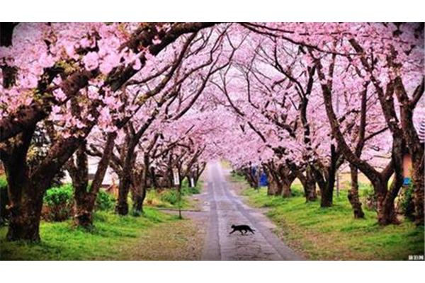 日本櫻花景點