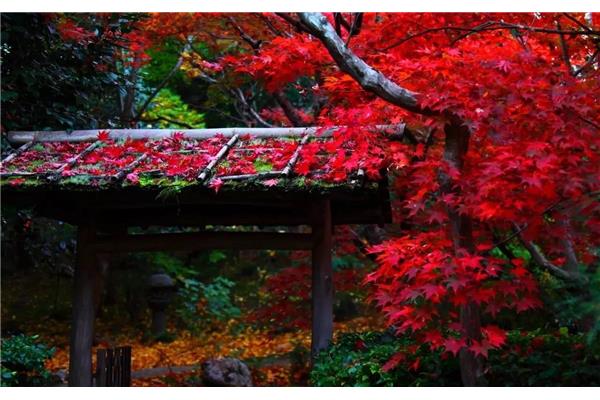 京都嵐山賞楓