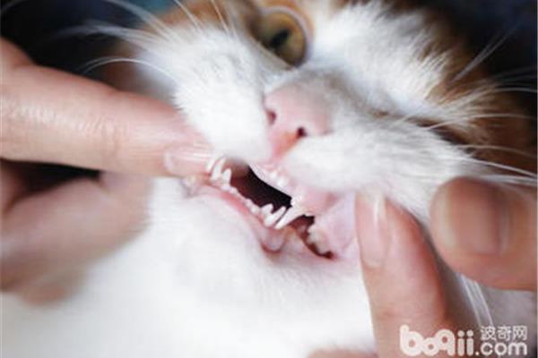 貓咪換牙注意事項