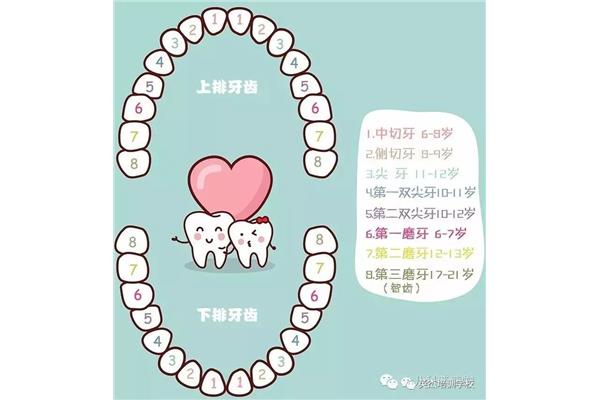 乳牙換牙時間表(兒童換牙時間表)