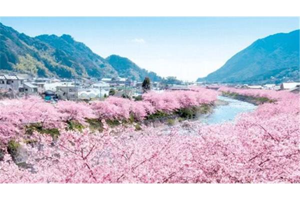 日本櫻花,櫻花起源于還是日本?
