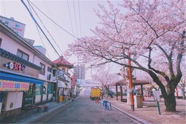 2022年韓國櫻花季旅游指南(3月初會開什么櫻花)