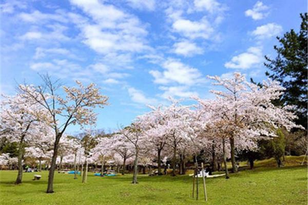 日本哪里的櫻花最美,日本賞櫻路線