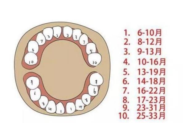 恆齒長牙順序
