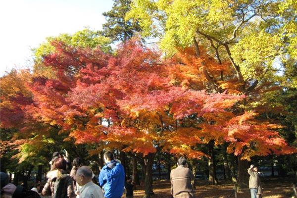 什么時候賞楓和去日本旅游最好?