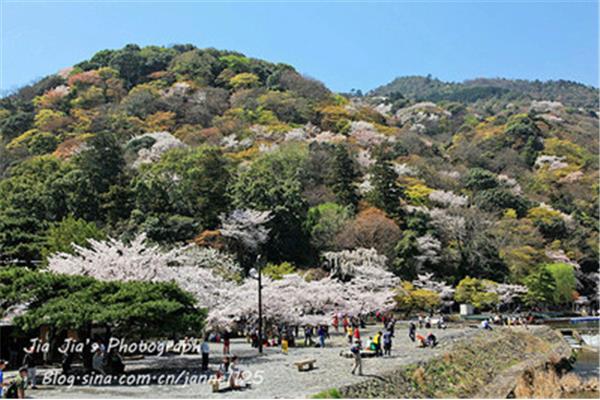 京都奈良嵐山旅游指南我應該乘哪輛公共汽車去嵐山?