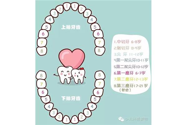 兒童換牙序列圖(兒童乳牙什么時候開始脫落)