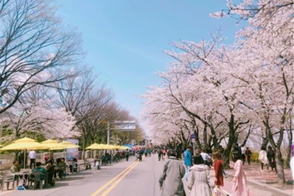 韓國首爾櫻花季2023