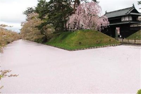 熊本城堡櫻花,在藍色城市的櫻花中