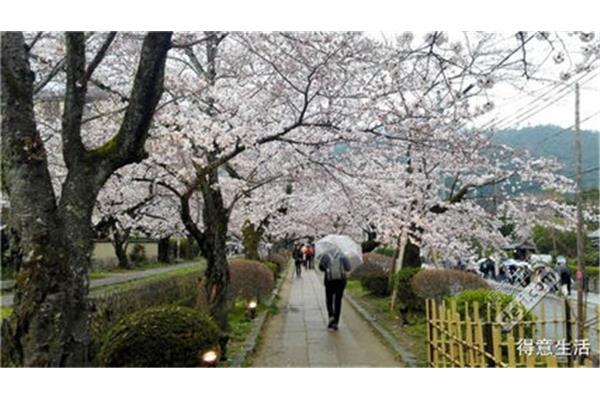 日本櫻花季預測表,2022年4月日本櫻花介紹