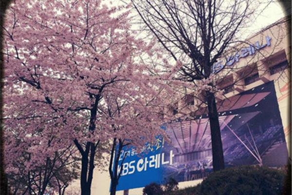 2022年韓國櫻花季旅游指南,2023年上海櫻花節是什么時候?