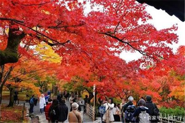 日本東京哪里的紅楓最美,京都賞楓葉的最佳時間?