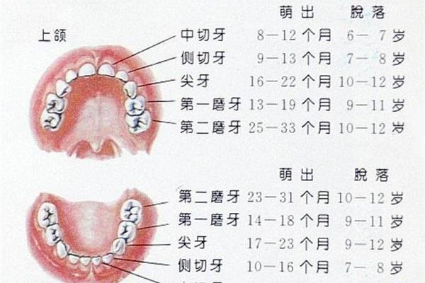 兒童牙齒生長順序視頻(牙齒生長順序圖)