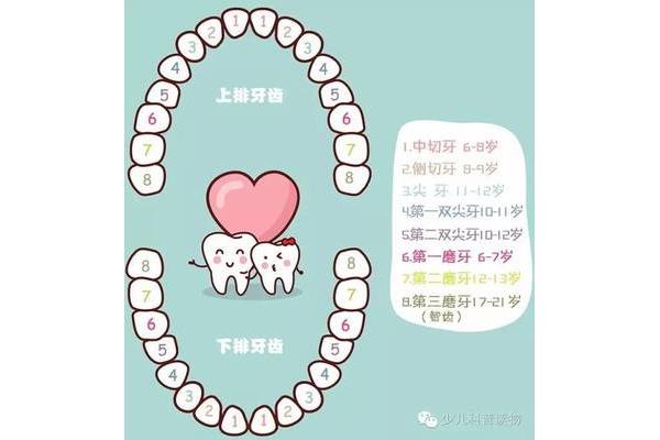 孩子一般幾歲開始換牙?(兒童換牙順序動態圖)