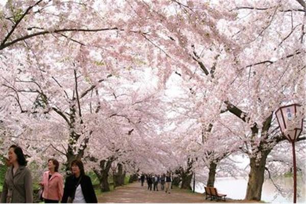 日本京都的賞櫻點,適合東北的櫻花品種