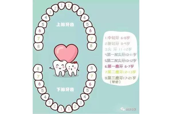 乳牙換牙的順序和時間表(孩子一般什么時候換牙)